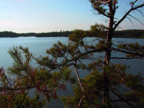 Astonishing trees on Georgian Bay Island