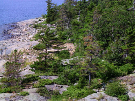 Water edge forestry along the edge of the island