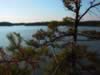 Astonishing trees on Georgian Bay Island (84kb)